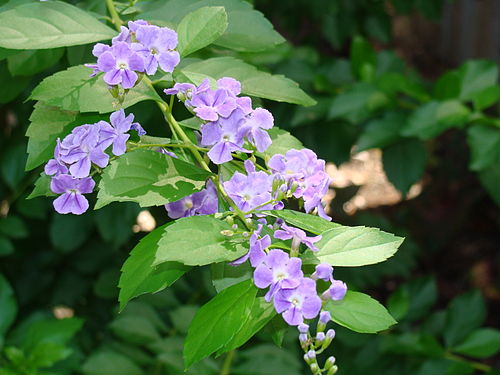 Duranta erecta